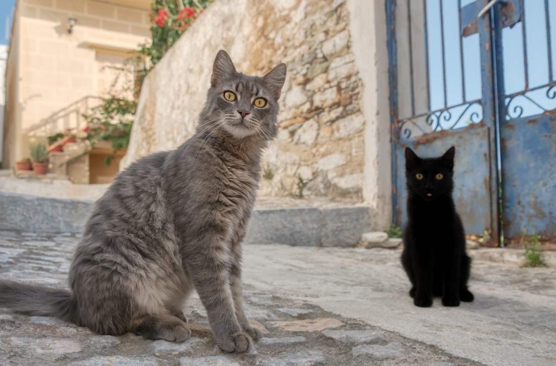Grčki otok nudi besplatan smještaj za volontere koji brinu o mačkama