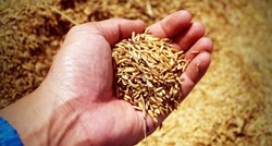 Argentinska burza snizila prognozu uroda pšenice zbog suše