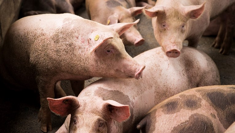 Njemački znanstvenici uzgajat će svinje za transplantacije srca ljudima