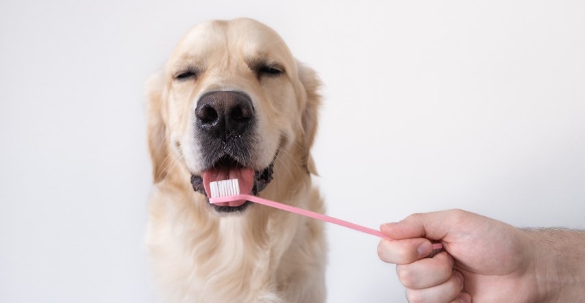Veterinari pokazali posljedice neredovitog pranja zuba kod pasa, video je šokantan