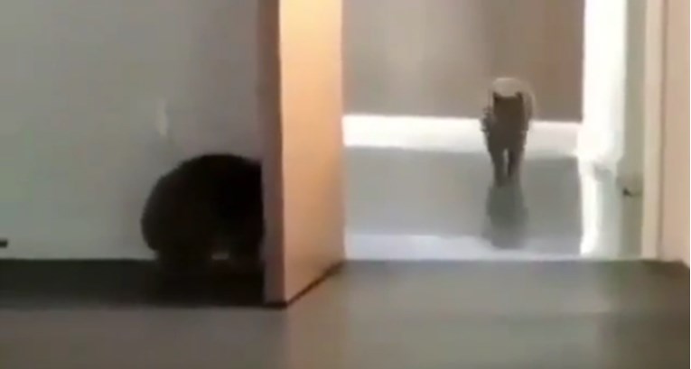 Mačka se skrila kako bi preplašila drugu macu, njena reakcija je urnebesna