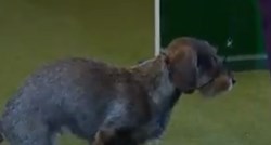 Pas postao hit na internetu zbog onog što je napravio tijekom pobjedničkog kruga