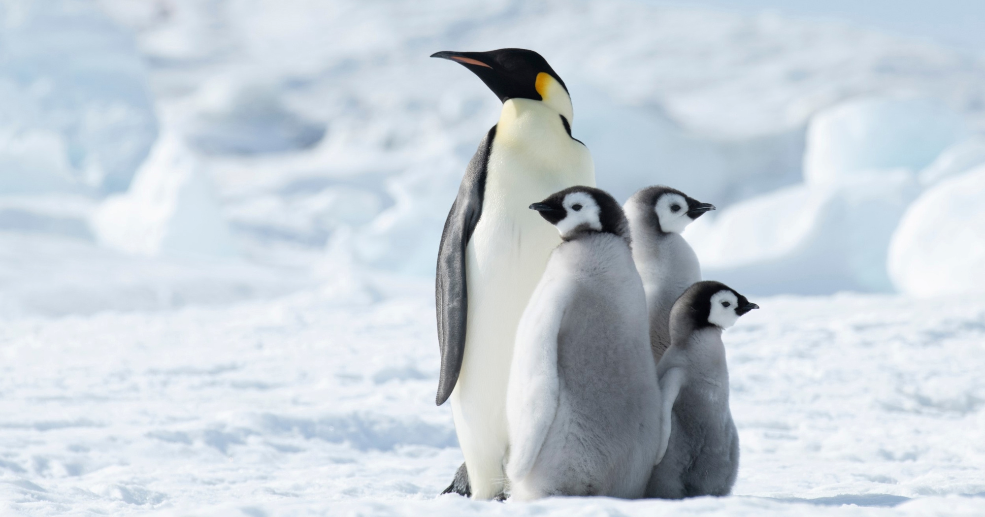 Carskim pingvinima zbog masovnog utapanja pilića prijeti izumiranje