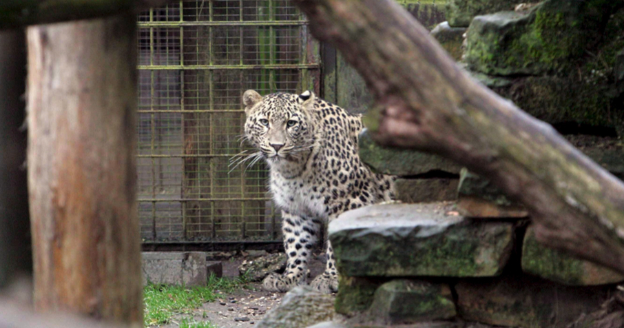 Leopard napao radnicu u safari parku u Nizozemskoj. Umrla je