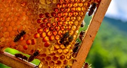 Pčele pronalaze utočište od opasnog svijeta u robotskoj košnici