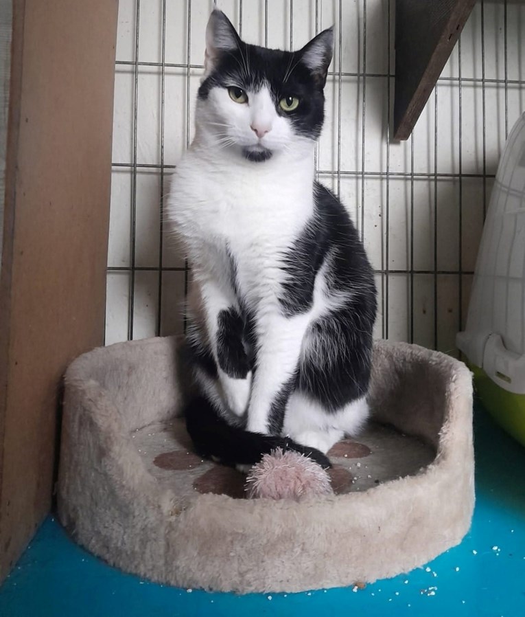 Sramežljiva Ozzana traži udomitelje. Jako teško joj pada život u skloništu