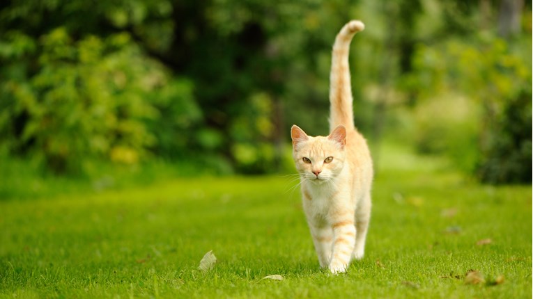 Saznajte zašto mačke vole odlaziti od kuće iako imaju sve što im je potrebno za ugodan život