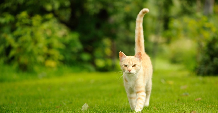 Saznajte zašto mačke vole odlaziti od kuće iako imaju sve što im je potrebno za ugodan život