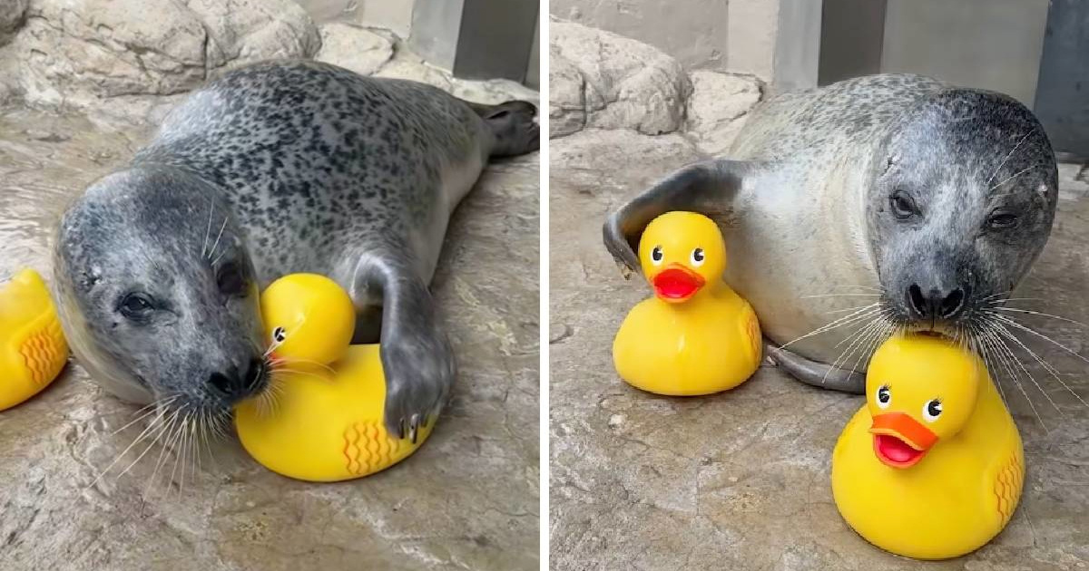 Tuljan ima igračku od koje se ne odvaja, nešto slađe dugo nismo vidjeli 🥰