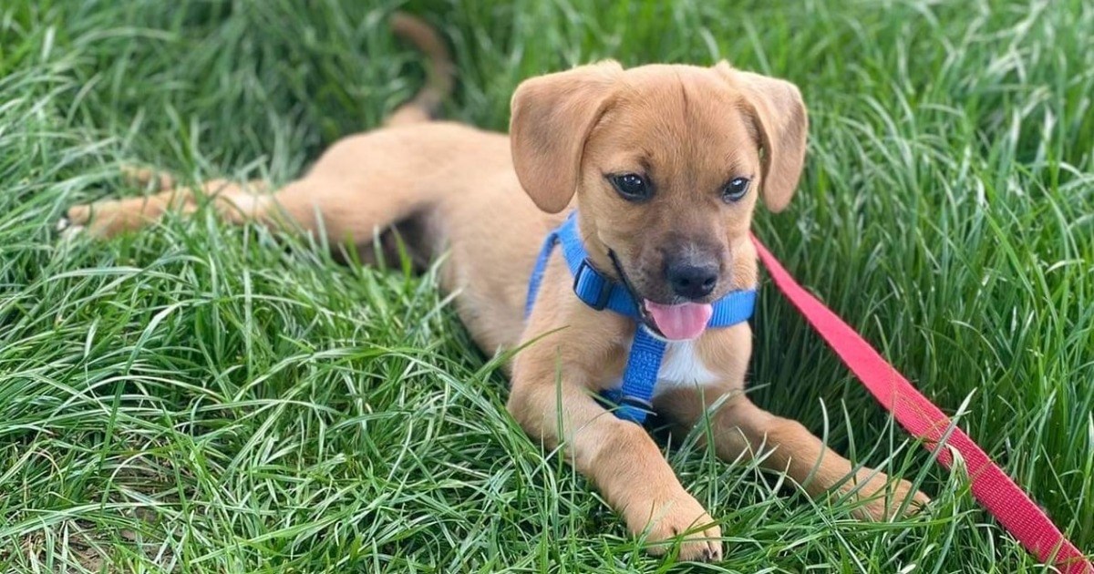 Ovaj preslatki psić traži stalni dom, iz udruge poručuju da za njega još nema upita