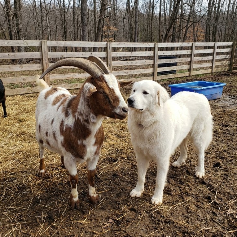 Dirljiva jutarnja rutina psa i jarca oduševila je internet