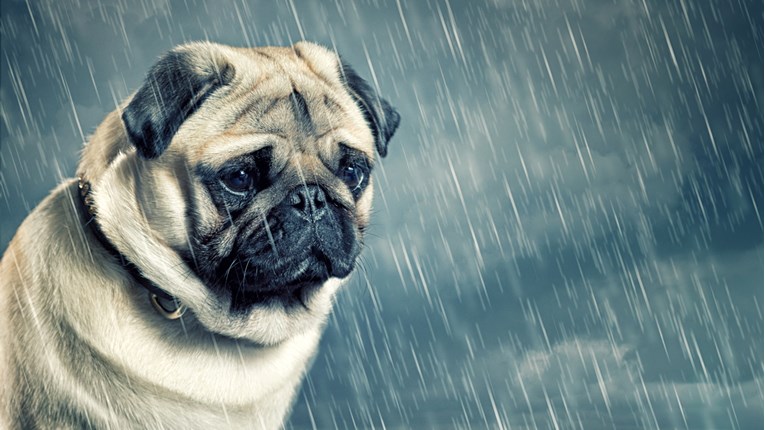 Saznajte simptome i uzroke pseće depresije
