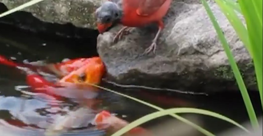 Ova divna crvena ptica posjećuje dvorište kuće kako bi nahranila ribice