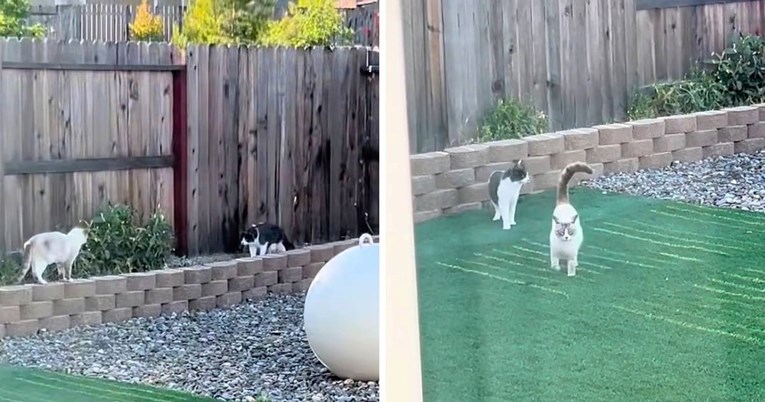 Žena otkrila zašto njezin mačak voli biti u dvorištu, razlog topi srca