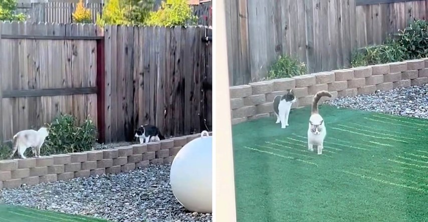 Žena otkrila zašto njezin mačak voli biti u dvorištu, razlog topi srca
