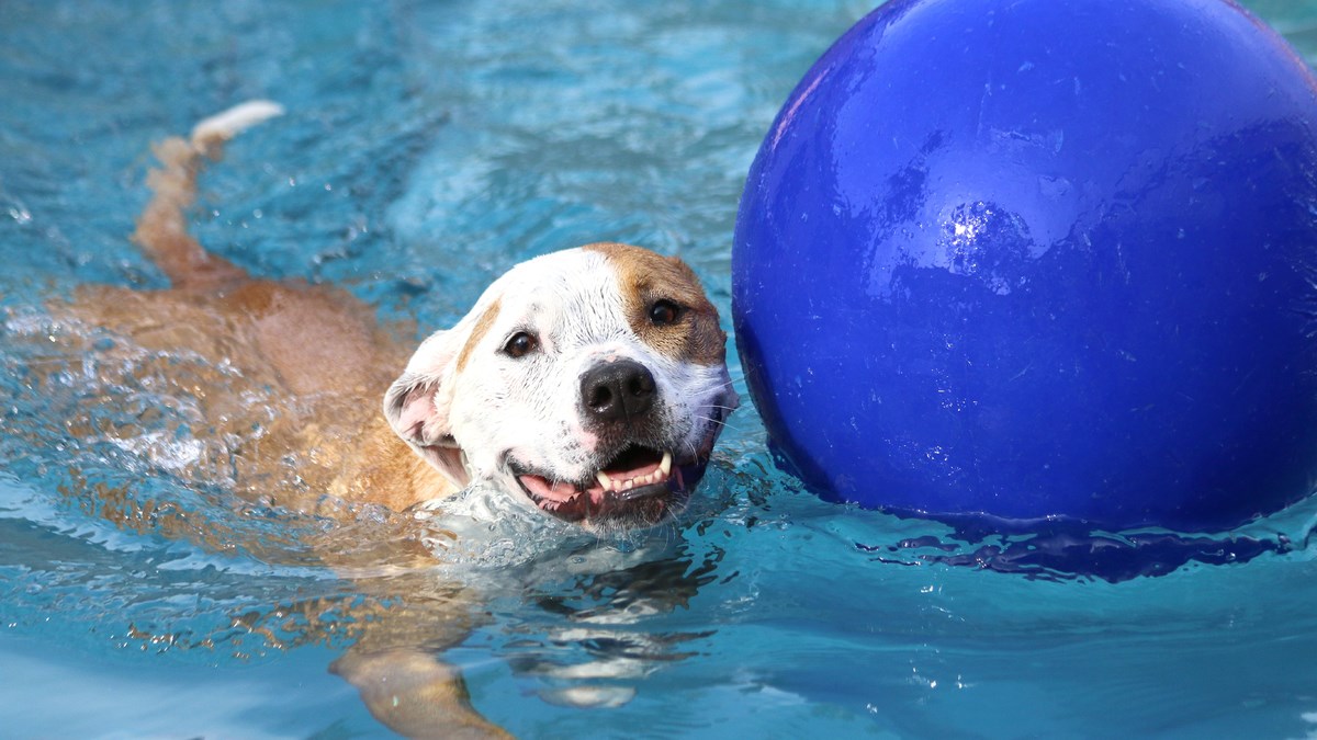 Ljeto je idealno vrijeme da pronađete novu zabavu s ljubimcem