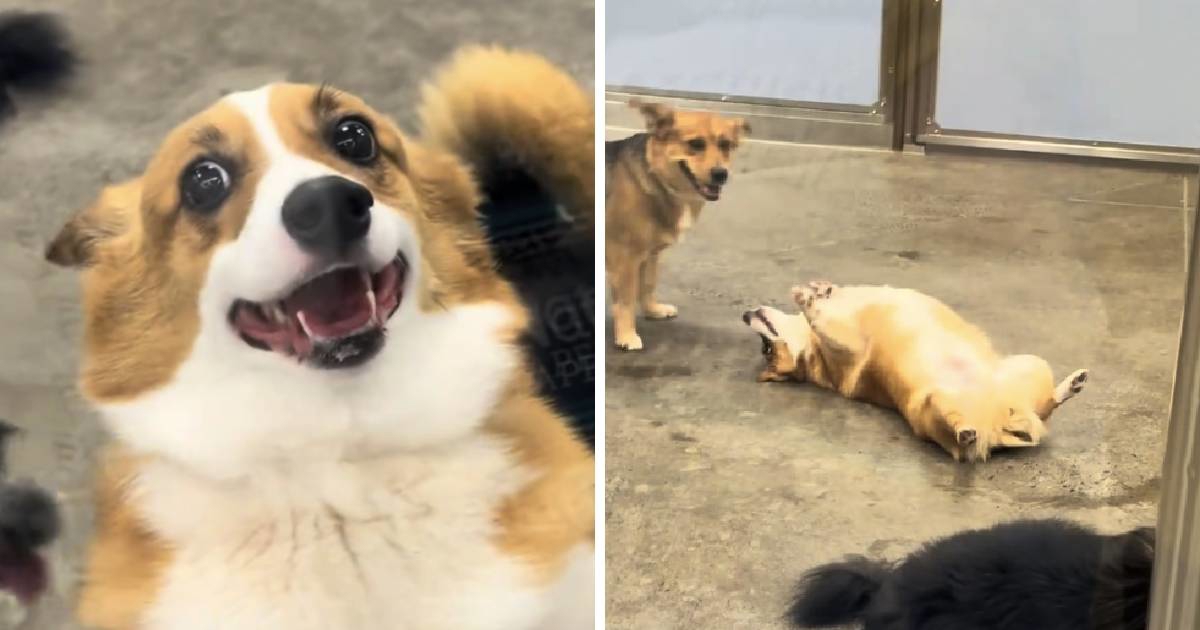 Vlasnik došao po psa u vrtić, nije bio spreman na ono što ga je dočekalo