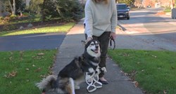 Tužna priča sa sretnim krajem: Pas prohodao pomoću posebnih proteza