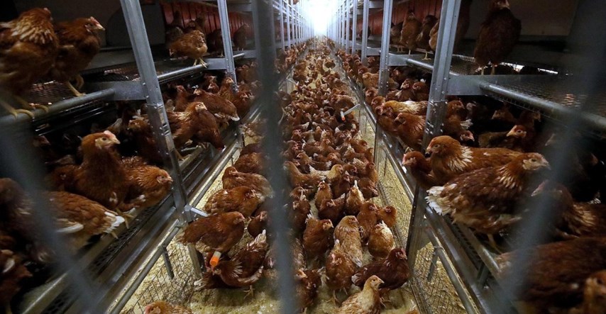Vlasnik farme jaja: Konkurent i inspektori mi podmeću pozitivne nalaze na salmonelu