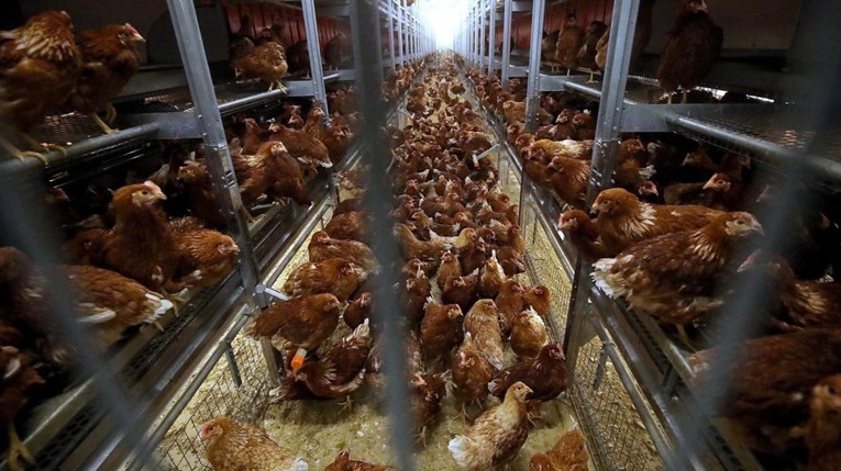 Vlasnik farme: Podmeću mi pozitivne nalaze na salmonelu. Pobili su mi 300.000 koka