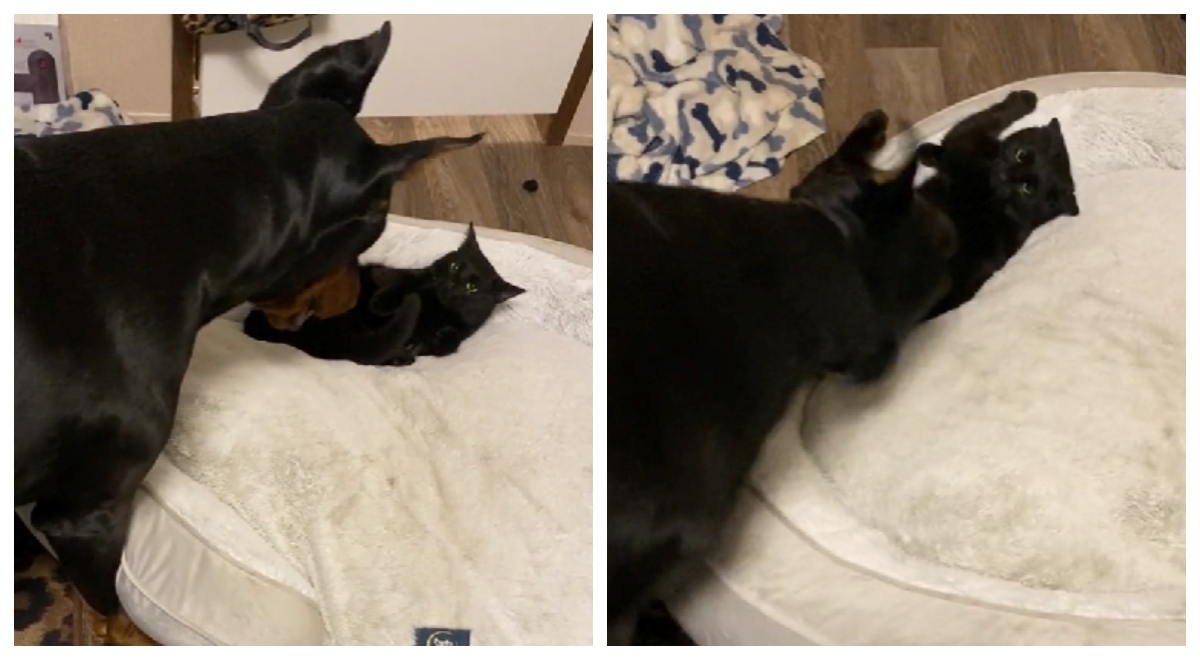 Zna se tko je gazda: Doberman nikako ne može izbaciti malu mačku iz svog kreveta
