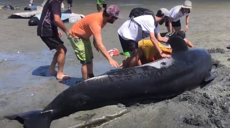 Na Novom Zelandu se nasukali kitovi, spasioci i volonteri im pokušavaju pomoći