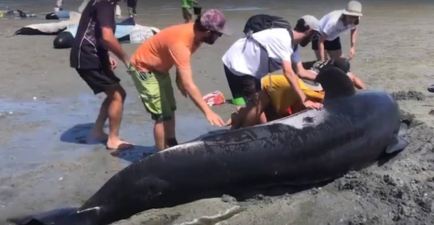 Na Novom Zelandu se nasukali kitovi, desetak ih je uginulo