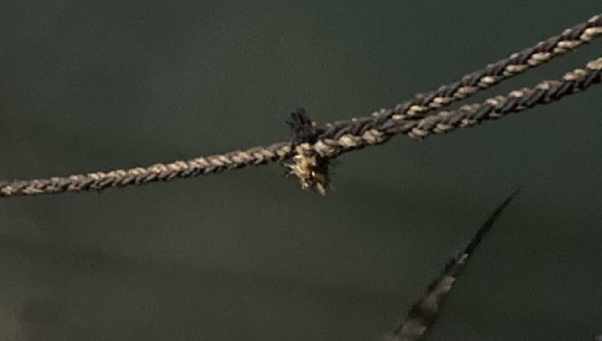 Panika u luci nakon što je uočena "Croczilla"