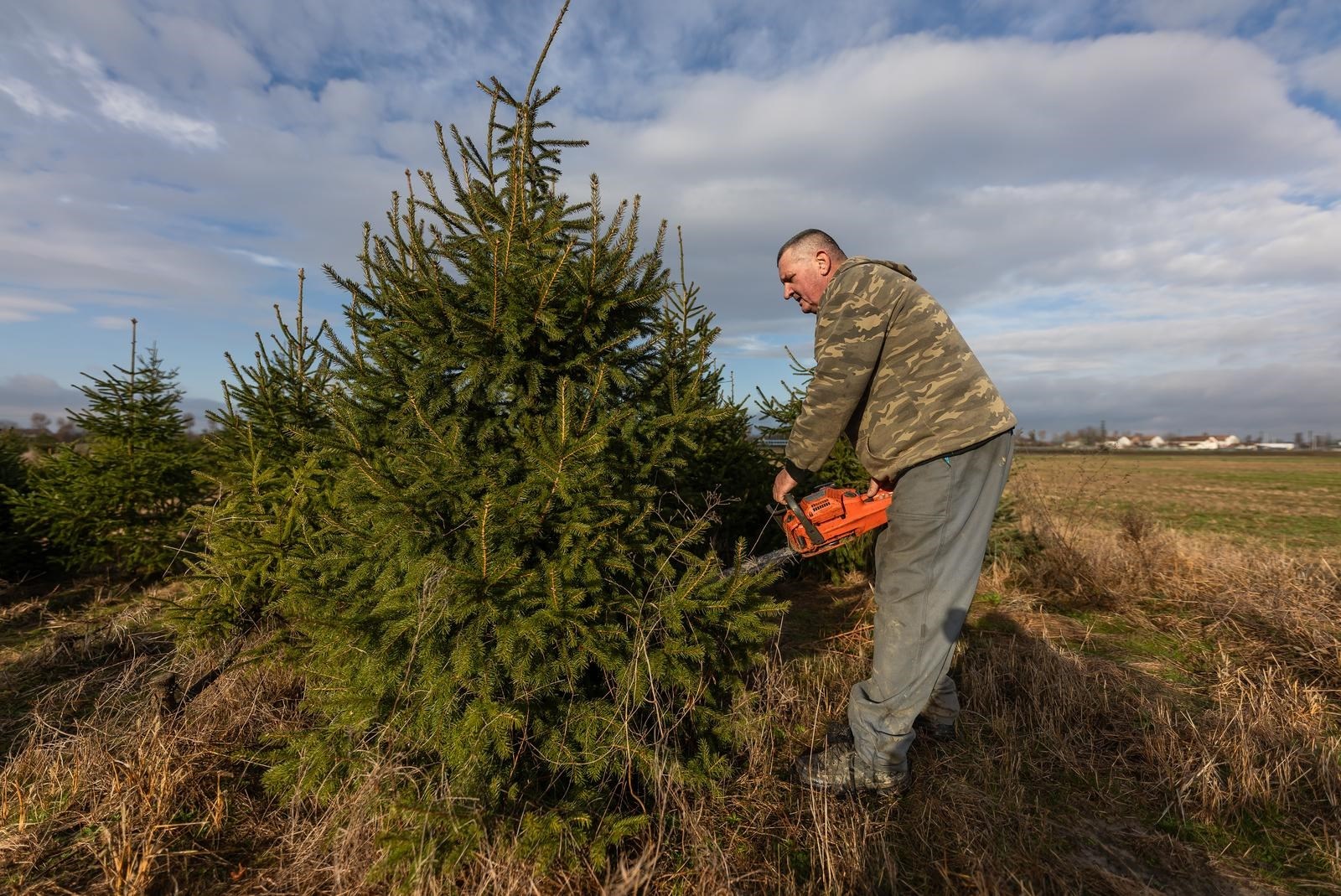 Antun 30 godina uzgaja jelke. Otkrio je kako njegova obitelj bira božićno drvce