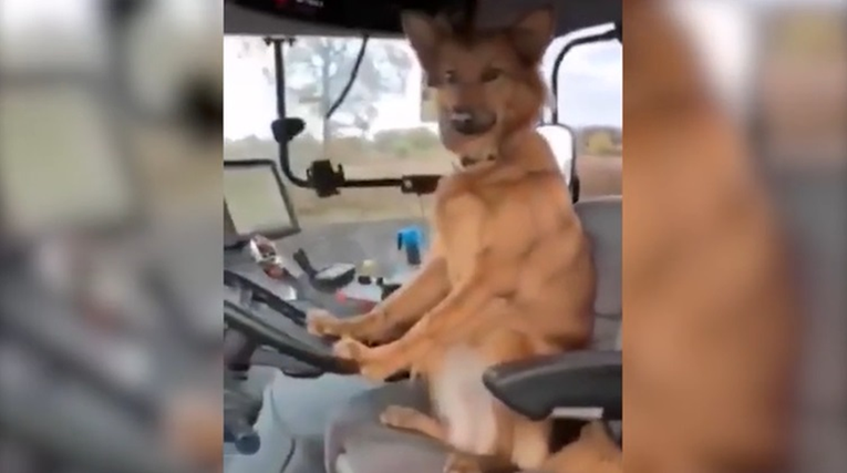 Snimka iz Srbije je hit: Pogledajte kako pas Žućo vozi traktor