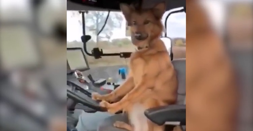 Snimka iz Srbije je hit: Pogledajte kako pas Žućo vozi traktor