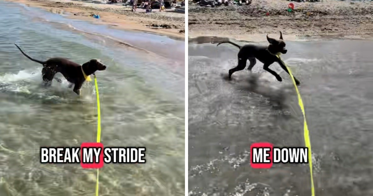 VIDEO Ptičarka obožava more. Vlasnici snimili kako uzbuđeno trči i uživa