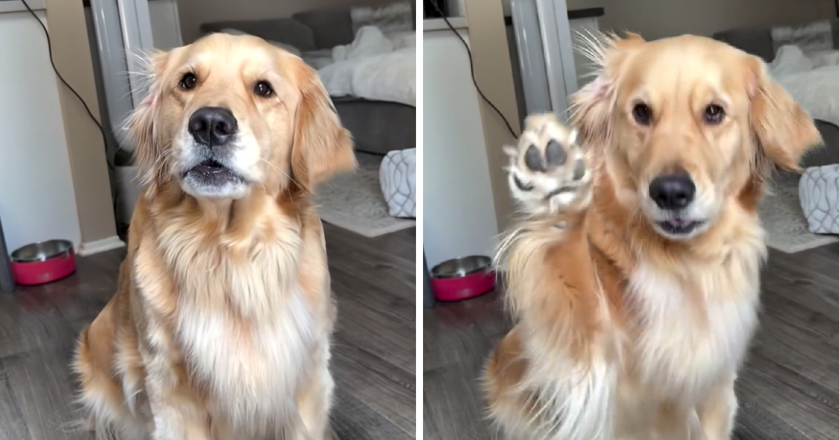 Zlatna retriverica ne može sakriti sreću kad netko spomene baku