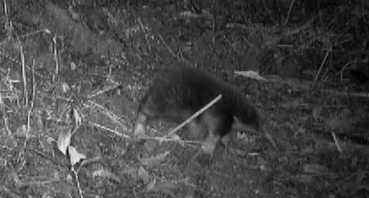 Nakon 62 godine viđen sisavac s bodljama ježa, njuškom mravojeda i stopalima krtice