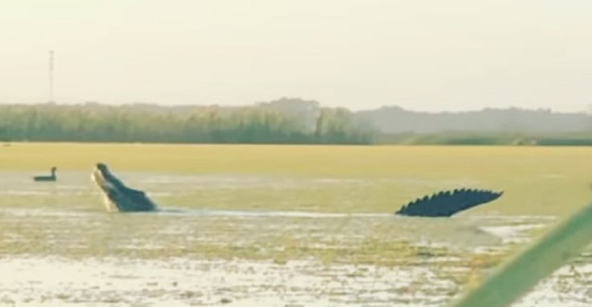 Lovci snimili aligatora kako guta patku: "Nestala je u nekoliko sekundi"