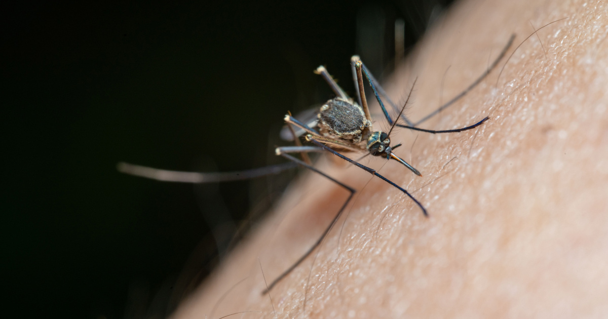 Virus Zapadnog Nila u Zagrebu, ljudi na intenzivnoj. Kako izbjeći ubod komarca?