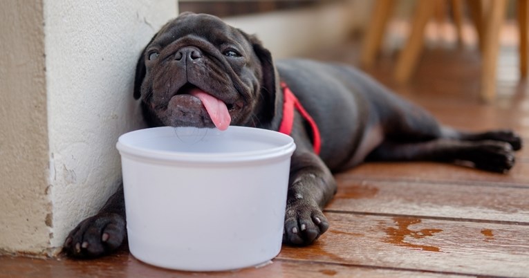 Što učiniti ako vaš ljubimac ne želi jesti tijekom vrućina