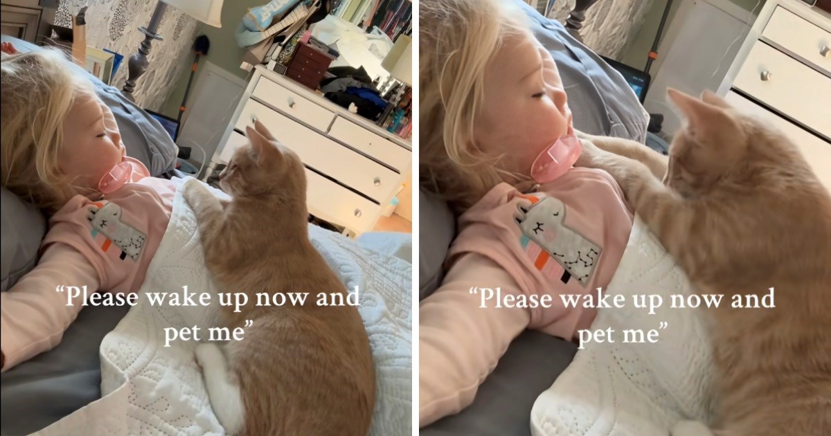 Mačak pokušao probuditi djevojčicu jer se htio maziti, ljudi pišu: "Preslatko"