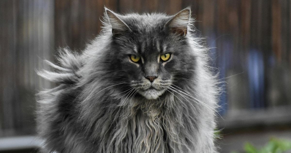 Pet pasmina mačaka koje se ponašaju kao psi