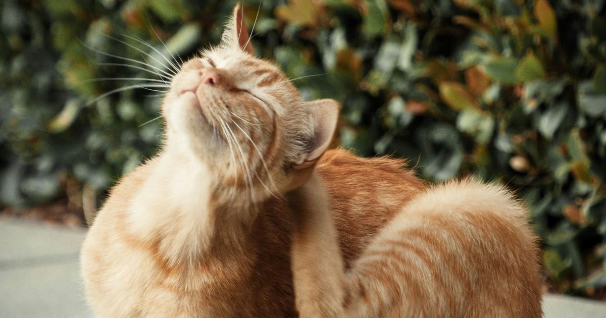 Tri najčešće vrste alergija kod mačaka i kako ih prepoznati