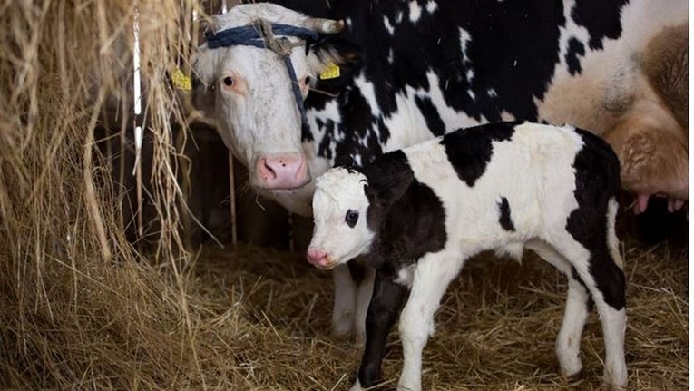Prijatelji životinja: Krave nose djecu devet mjeseci i plaču, baš kao i ljudi