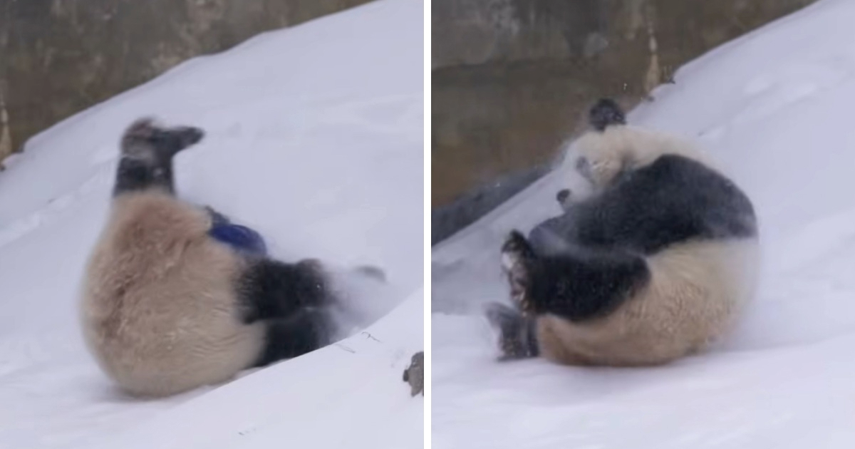 VIDEO U Washingtonu pao snijeg, pande su oduševljene