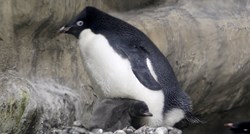 Rijetki antarktički pingvin završio na 3000 km udaljenom Novom Zelandu