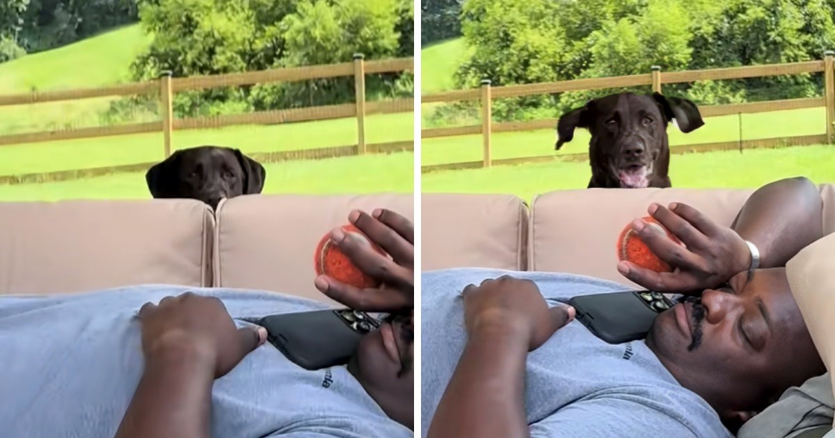 Pas se htio igrati s lopticom, ali je vlasnik zaspao. Evo što je onda počeo raditi