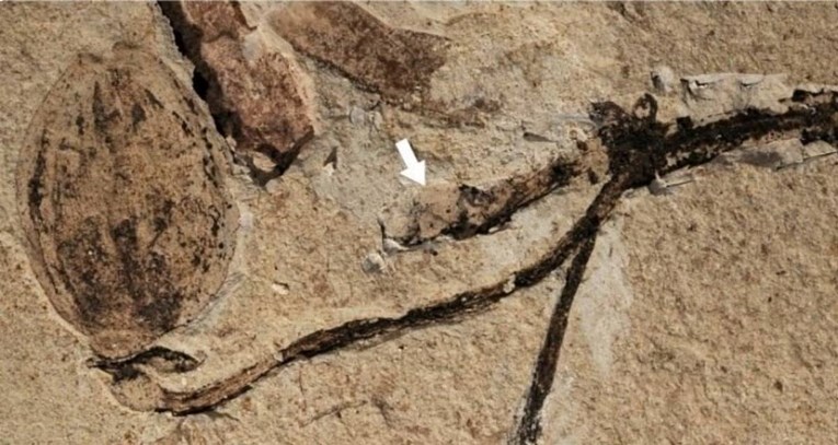 U Kini otkriven nevjerojatan fosil, mogao bi biti rješenje za Darwinov misterij