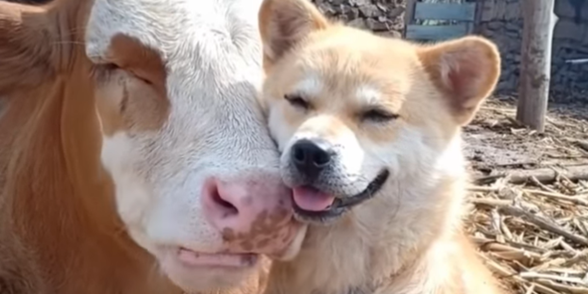 Krava i pas postali najbolji prijatelji, njihova ljubav nas je osvojila
