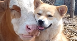 Krava i pas postali najbolji prijatelji, njihova ljubav nas je osvojila