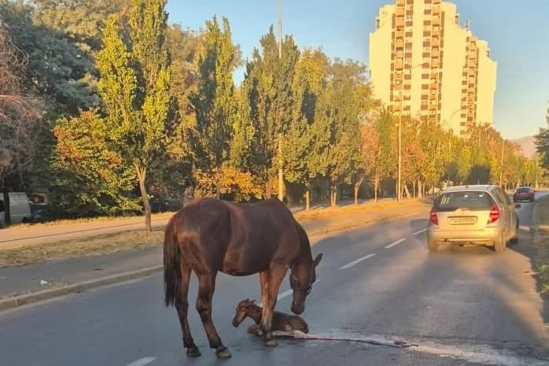 Kobila se oždrijebila na ulici u Skoplju, odmah pokrenuta akcija spašavanja