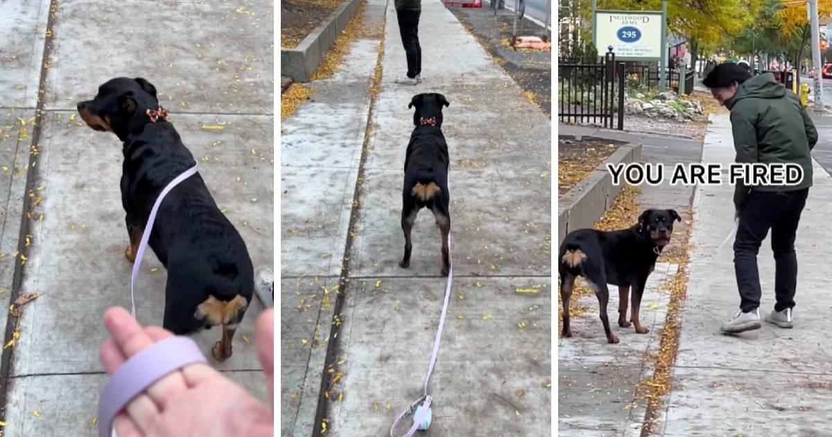 Duhovita rotvajlerica "otpustila" vlasnicu jer joj je stalno ispadao povodac