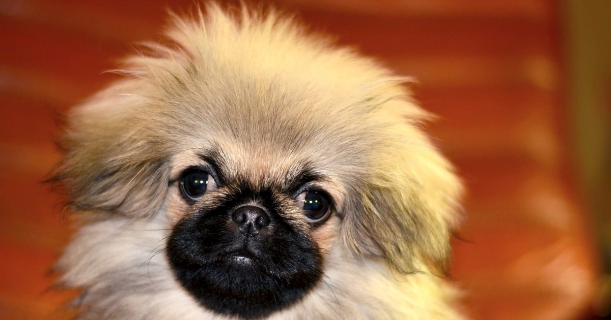 Devet najmirnijih pasmina pasa